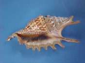 (1) Lambis digitata Perry, 1811....128 mm. F++. Great fresh, fully developed example complete with periostracum...Tanzania...$40 (1 available)