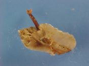 (1) Typhinellus occlusus Gerrard, 1963....18 mm. F++. Beautiful example of this Muricidae relative with amazing “snorkel” tube on the dorsum...Philippines...$55 (1 available)