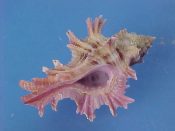 (1) Marchia martinetana Roding, 1798....30 mm. F++. Good sized example with leafy lavender varices...Philippines...$19 (1 available)