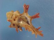 (1) Marchia martinetana Roding, 1798....24 mm. F++. Fresh, dark specimen with purple varical spines...Philippines...$11 (1 available)