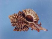 (1) Murexiella cirrosus Hinds, 1844....24 mm. F++. Spectacular specimen,huge for the specie, and with full length siphonalcanal...Philippines...$24 (1 available)