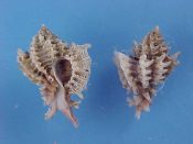 (1) Murexiella cirrosus Hinds, 1844....15, 17 mm. F++. Typical sized examples with all spines intact...Philippines...$10 (1 available)