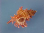 (1) Murexiella mactanensis Emerson & D’Attilio, 1979....18 mm. F++. Delightful small specie with distinctive recurved pink varical spines...Philippines...$8 (1 available)