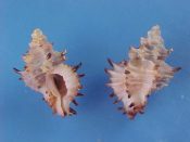 (2) Murexiell abalteata Sowerby, 1841....20, 21 mm. F+. Pretty pastel pink colour form...Philippines...$9 (2 available)