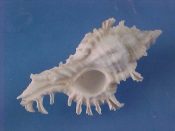 (1) Chicoreus artemis Radwin & D’Attilio, 1976....46 mm. F++. Unusual pure white albino example of this typically pastel hued Murex...Philippines...$25 (1 available)