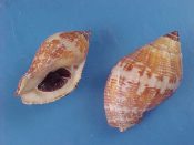 (2) Nassa sertum Bruguiere, 1789....37, 42 mm. F++ 1 w/operc. Nice orange & pinkish patterns, the smaller one is operculate...Guam...$7 (2 available)