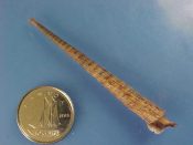 (1) Triphora specie.....33 mm. F++. Neat specimen of this sinistral family...Philippines...$5 (1 available)