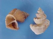 (2) Trigonostoma pelllucida Perry, 1811....30, 31 mm. F++. Great examples, good sized and fully intact...Philippines...$19 (2 available)