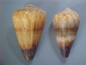 (1pr) Conus miles Linne, 1758....54, 59 mm. F+. Interesting pattern pair, one with reduced markings & one with extra broad gray mid band under the brown mid line...Somalia...$9 (1 pair available)