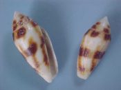 (1) Conus mitratus Hwass, 1792....19 to 25 mm. F+. Neat smaller specimen with typical brown barred pattern...Somalia...$10 (1 available)