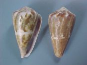 (1pr) Conus namocanus Hwass, 1792....49 & 50 mm. F+. Pattern variation pair, one typically olive green banded, the other with odd, marbled or blotchy markings...Somalia...$11 (1 pair available)