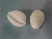 (+) Trivirostra triticum Schilder, 1932....7 to 10 mm. F++. Clean while examples of this well ribbed cowrie relative...Somalia...$7 (lots available)