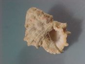 (1) Bursa cruentata Sowerby, 1834....31 mm. F+. Typically decollated, with good lip & canals and with distinctive brown columellar spot...Somalia...$7 (1 available)