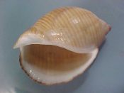 (1) Tonna perdix Linne, 1758....100 mm. F++. This is the spotless form, possibly paucimaculata, sold by the Poppes as A special color ...Somalia...$22 (1 available)