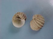 (5) Vanikoro specie....9 - 10 mm. F+. Like ribbed Naticids. Dead taken but probably endemic...Somalia...$7 (5 available)