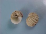 (5) Vanikoro specie....9 - 10 mm. F+.  Like ribbed Naticids. Dead taken but probably endemic...Somalia...$7 (5 available)