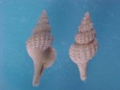 (2) Trophonopsis muricatus Montague,1803....12, 13 mm. F++. Great examples of this micro-muricid with intact long tails...France...$10 (2 available)