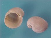 (2) Velutina velutina Muller, 1774....18 to 20 mm F++. Pretty specimens with a lovely lavender hue...France...$12 (2 available)