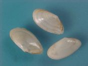 (4) Abra prismatica Laskey, 1863....15 mm. F++. Small, translucent white Semelidae...France...$15 (4 available)