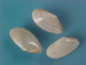 (4) Abra prismatica Laskey, 1863....15 mm. F++. Small, translucent white Semelidae...France...$15 (4 available)