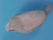 (3) Barnea parva Pennant, 1777....25 to 30 mm. F++. Live taken and preserved & dried while. Scare...North Sea...$20 (3 available)