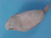 (3) Barnea parva Pennant, 1777....25 to 30 mm. F++. Live taken and preserved & dried while. Scare...North Sea...$20 (3 available)