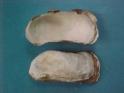 (2) Entodesma specie...46, 48 mm. F+. Either E. saxicolum or E. pictum. Unusual, mis-shapen Lyonsidae...Washington...$5 (2 available)