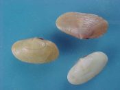 (3) Gari tellinella Lmarck, 1818....15 to 18mm. F++. Excellenct examples of this scarce, cold water ...England...$15 (3 available)