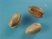 (3) Musculus marmoratus Forbes, 1838....14 - 15 mm. F++. Live taken & dried whole, these look like pistachios!...England...$20 (3 available)