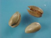 (3) Musculus marmoratus Forbes, 1838....14 - 15 mm. F++. Live taken & dried whole, these look like pistachios!...England...$20 (3 available)