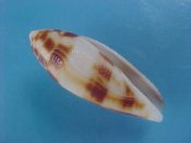 (1) Conus mitratus Hwass, 1792....28 mm. F++. Nice junior specimen in great condition...Philippines...$20 (1 available)