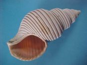 (1) Ancistrolepis vietnamensis Sirenko & Goryachev, 1990....103 mm. F++. Totally groovy, man! Deep spiral groves on this excellent example with fully intact, fattened lip...South China Sea...$145 (1 available)