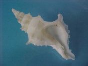 (1) Trophonopsis gorgon Dall,1913....39 mm. F++. Good sized all white example with strong shoulder spines & foliate axial ridges...East China Sea...$70 (1 available)