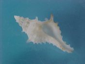 (1) Trophonopsis gorgon Dall,1913....24 mm. F++. Nice if slightly small specimen of this scarce deep water Muricid...East China Sea...$50 (1 available)