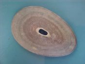 (1) Fissurella bridgesi Reeve, 1849....67 mm. F++. Nice large, clean specimen with china white interior and brown rim...Chile...$23 (1 available)