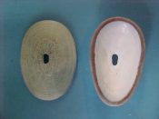 (1) Fissurella bridgesi Reeve, 1849....58 mm. F++. Good example of this scarce limpet...Chile...$18 (1 available)