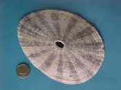 (2) Fissurella maxima Sowerby, 1835....118 to 121 mm. F++. Huge, heavy examples with tan on white exterior rays...Chile...$35 (2 available) OVERSIZE