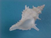 (1) Trophonopsis gorgon Dall, 1913....30.5 mm. F++. Nice spiny specimen with intact canal & protoconch...South China Sea...$60 (1 available)