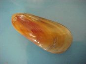 (3) Amygdalum anoxicolum Oliver, 2001....50 to 52 mm. F++. Recently described delicate deep-water mussels with russet red colour...South China Sea...$20 (3 available)