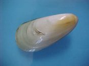 (3) Amygdalum watsoni Smith, 1885....45 to 50 mm. F++. Lovely pale pastel green tints on these deep water Mussels...South China Seas...$15 (3 available)