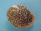 (1) Limopsis marienensis Smith, 1881....21 mm. F++. Oval little deep water specie with soft, fuzzy periostracum....Chile...$100 (1 available)