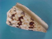 (1) Conus nicobaricus hwass, 1792....51 mm. F+. With good lip & great pattern, but a touch of apical erosion...Philippines...$5 (1 available)