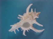 (1) Chicoreus axicornis fm. kawamurai Shikama, 1964....56 mm. F+. All white large example with long, recurved shoulder spines...Philippines...$11 (1 available)