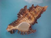 (1) Chicoreus cf. bourguignati Poirier, 1883....92 mm. F+. Large, heavy specimen of this Indian Ocean specie with high spire and good spiny varices. Close to C. torrefactus...Tanzania...$22 (1 available)