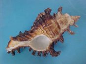 (1) Chicoreus cf. bourguignati Poirier, 1883....72 mm. F+. Nice mid-sized example, with black, spiny varices...Somalia...$18 (1 available)