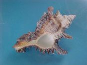 (1) Chicoreus cf. bourguignati Poirier, 1883....60 mm. F+. Junior specimen with extra long shoulder spines...Somalia...$12 (1 available)