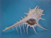 (1) Murex tribulus Linne, 1758....98 mm.F++ w/operc. Great operculate specimen with long, sharp spines and complete with operc....Philippines...$12 (1 available)