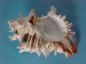 (1) Hexaplex princeps Broderip, 1833....114 mm. F++. Huge ex col example, lovely, brown-lined giant with intact lip & canal. Not seen this large any more....West Mexico...$35 (1 available)