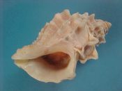 (1) Thais lamellosa Gmelin, 1791....48 mm. F++ w/operc. Big, highly foliate specimen with operc...British Columbia...$6 (1 available)