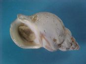 (1) Buccinum undatum Linne, 1758....87 mm. F+ w/operc. Good sized example with excellent lip...Scotland...$5 (1 available)